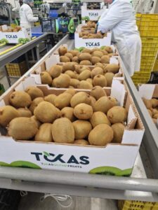 Υπηρεσίες - Tokas Olymp Fruits - εξαγωγές ακτινιδίων