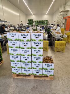 Υπηρεσίες - Tokas Olymp Fruits - εξαγωγές ακτινιδίων Υπηρεσίες - Tokas Olymp Fruits - εξαγωγές ακτινιδίων