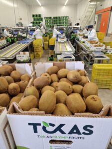 Υπηρεσίες - Tokas Olymp Fruits - εξαγωγές ακτινιδίων