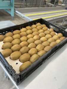 Υπηρεσίες - Tokas Olymp Fruits - εξαγωγές ακτινιδίων