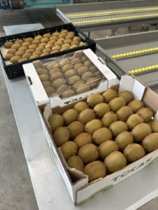 Υπηρεσίες - Tokas Olymp Fruits - εξαγωγές ακτινιδίων