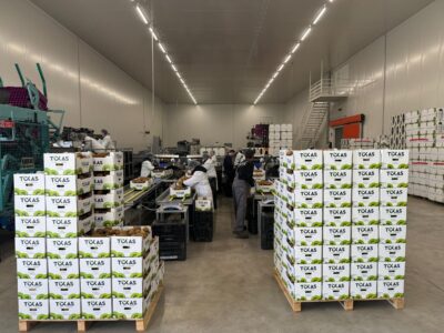 Υπηρεσίες - Tokas Olymp Fruits - εξαγωγές ακτινιδίων