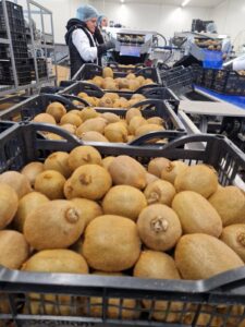 Υπηρεσίες - Tokas Olymp Fruits - εξαγωγές ακτινιδίων