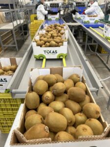 Υπηρεσίες - Tokas Olymp Fruits - εξαγωγές ακτινιδίων