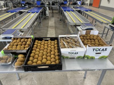 Υπηρεσίες - Tokas Olymp Fruits - εξαγωγές ακτινιδίων Υπηρεσίες - Tokas Olymp Fruits - εξαγωγές ακτινιδίων