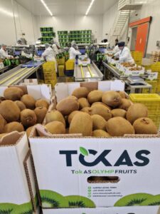 Υπηρεσίες - Tokas Olymp Fruits - εξαγωγές ακτινιδίων